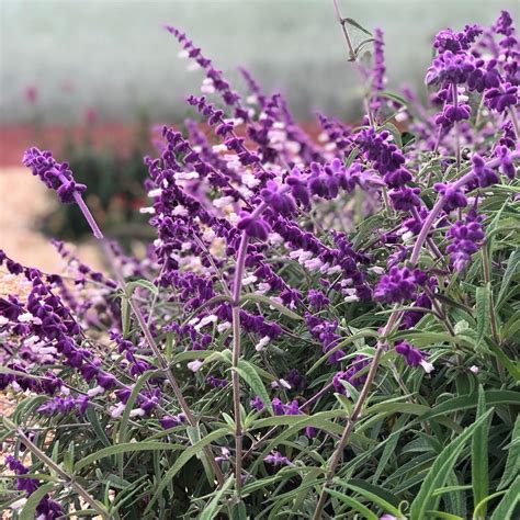 Mexican Bush Sage In My Front Yard Garden Containers Salvia Front Yard