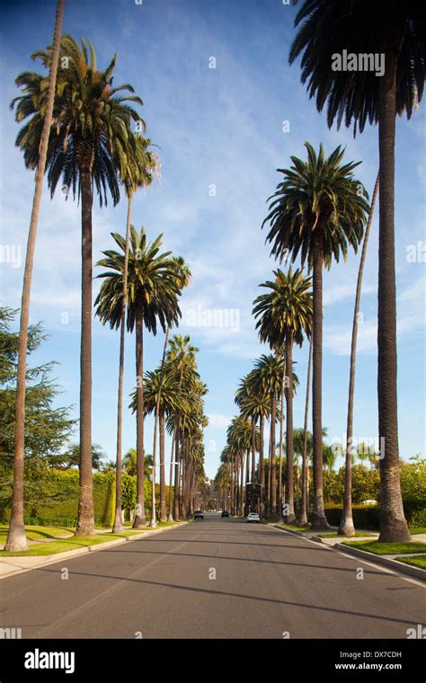 Street Lined Palm Trees Hi Res Stock Photography And Images Alamy