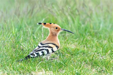 Hoopoe Bird Identification Guide Bird Spot