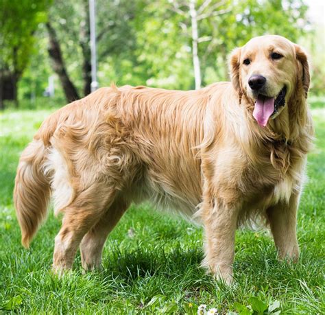 Pictures Of Golden Retrievers Golden Retriever Photo Gallery