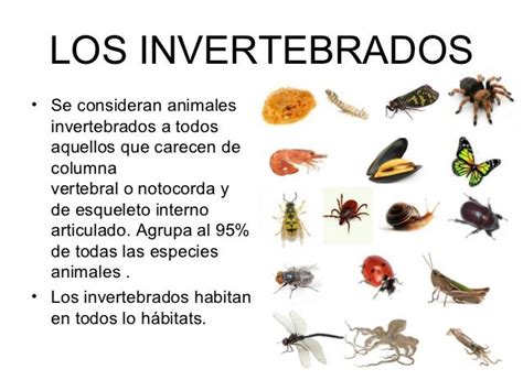 Animales Invertebrados ¡ejemplos ImÁgenes