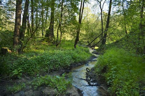 Small Creek In The Woods During Spring Stock Photo Image Of Travel