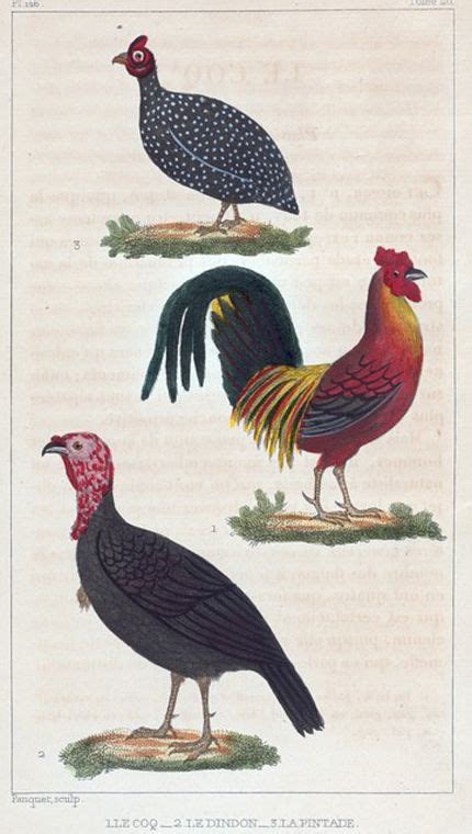 Pin On Poules Paons Etc