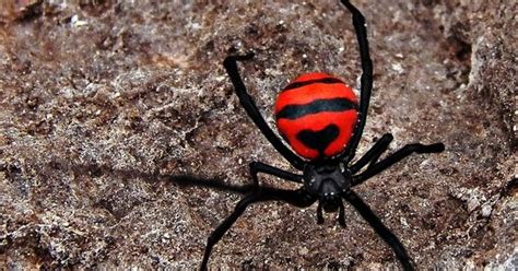 Latrodectus Curacaviensis