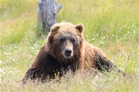 Court Rules Yellowstones Grizzly Bears Will Remain Protected From