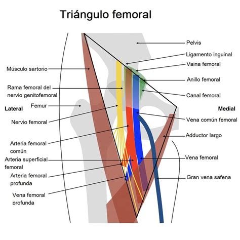 Nervio Genitocrural Medical Anatomy Gross Anatomy Anatomy