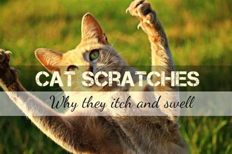 5 Natural Antibiotics For Cats That Boost Health Fluffy Kitty