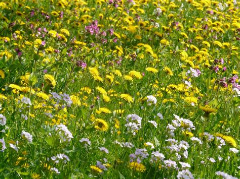 Free Images Grass Field Lawn Dandelion Prairie Flora Wildflower Wild Flowers Grassland