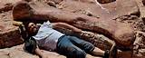 Photos of Largest Dinosaur Fossil Find