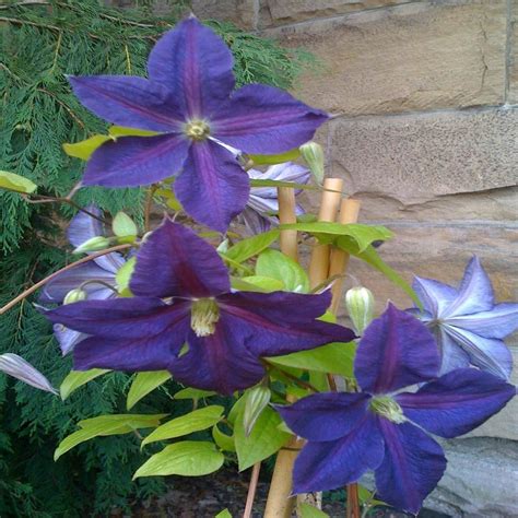 We did not find results for: OnlinePlantCenter 2 gal. Jackmanii Superba Clematis Plant ...