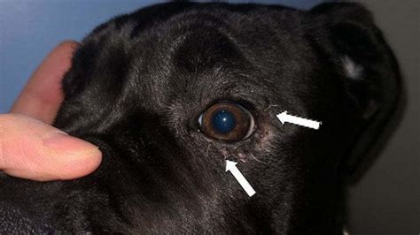 Eyelid Lesions In Dogs Oculus Vet