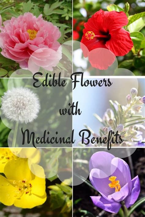 11 Edible Flowers Having Amazing Medicinal Uses And Benefits