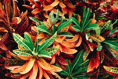 Beautiful Colorful Croton Leaves Background Beautiful Natural Leaf Of