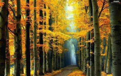 Forest Yellow Fall Colorful Landscape Fairy Autumn
