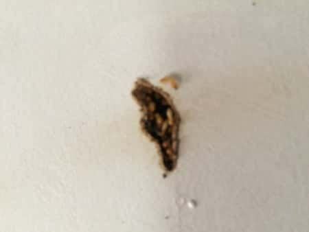 Swarmers are strongly attracted to light and at times will be attracted to porch lights left on at night. Flying Termites | Winged Termites | Alates | Noah's Ark ...