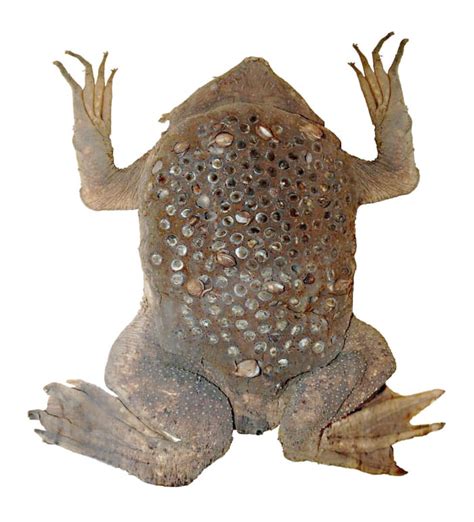 The Surinam Toad A Strange Amphibian With Unusual Egg Care Owlcation