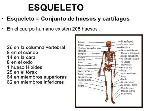 Descubre Cuántos Huesos Tiene El Cuerpo Humano ¡¡con ImÁgenes
