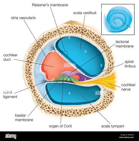 Cochlea Diagram Organ Of Corti