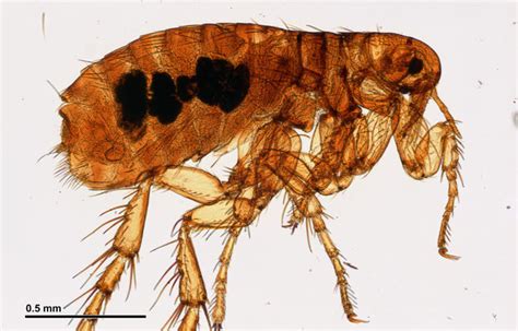 5 Interesting Facts About Fleas Mosquito Control Raleigh Chapel Hill