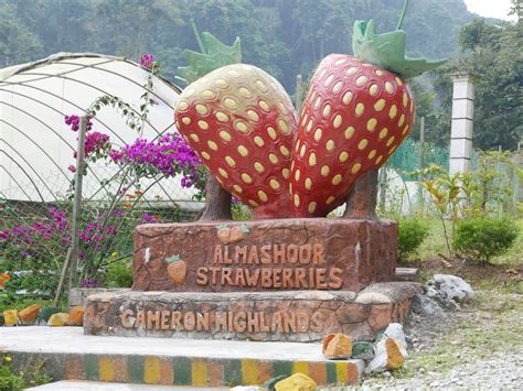 Take your time and choose which strawberry you like best and you will surely return home happy. Strawberries and the Cameron Highlands, Malaysia