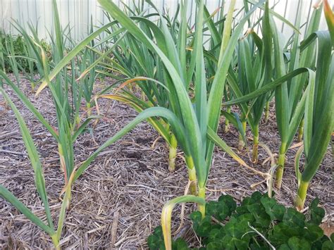 They'll both form delicious garlic cloves and most gardeners can grow most kitchen gardeners tend to grow softneck varieties since they produce more and bigger cloves. Raising Seedlings Under Grow Lights and Garlic Update ~ A ...