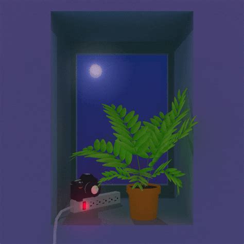 Still Life Night  By Jjjjjohn Find And Share On Giphy