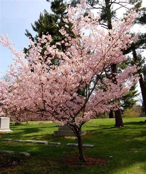 Prunus X Accolade Cherry 25 To 25 Flowering Cherry Tree Japanese Cherry Tree Growing