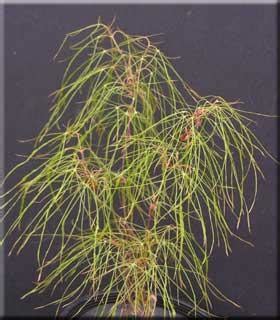 Email us for price and availability (click for contact form). Acer palmatum 'Fairyhair' | Japanese Maples, Ornamental Trees