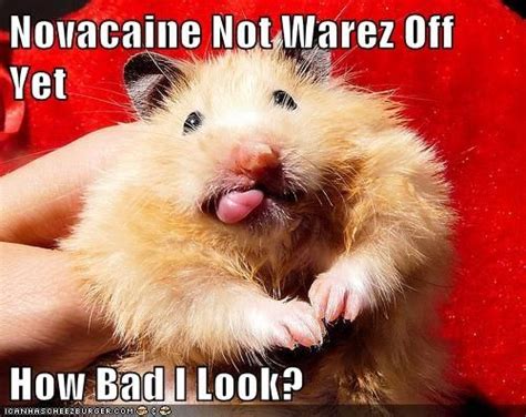 Novocaine Not Wear Off Yet Animals Cute Animals Hamster