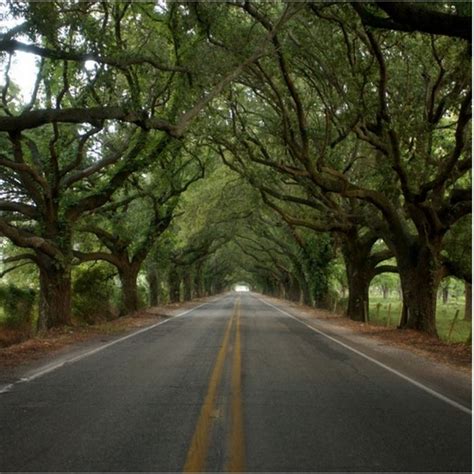 Take These 9 Country Roads In Louisiana For An Unforgettable Scenic
