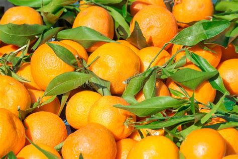 Mandarins Mandarin Tangerinesvery Sweet And Tasty Citrus Stock Image