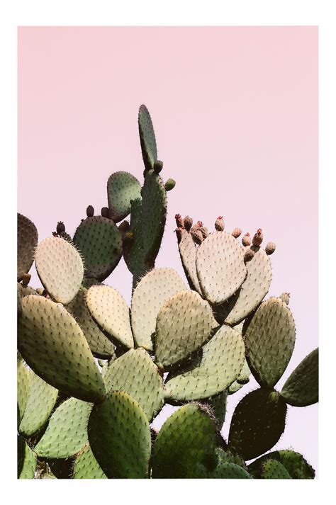 Large Pink Cactus Print Desert Succulent Unframed In 2021 Cactus