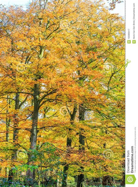 Beech Trees With Leaf In Autumn Color In Natural Forest Stock Image
