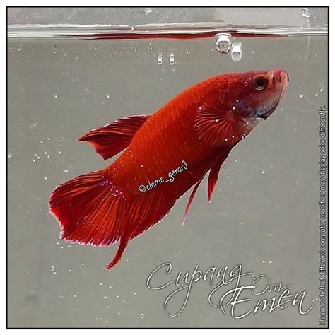 Jual Ikan Cupang Betta Plakat Super Red Merah Pksr 13 Male Real Di