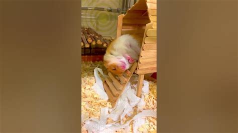 Hamster Falls Down During Sleep Youtube