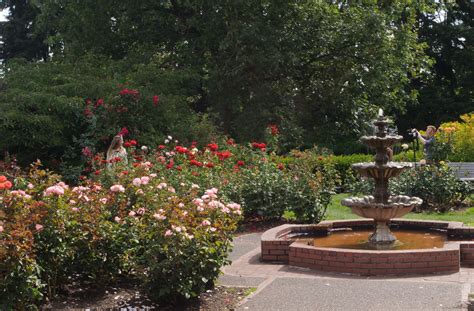 The roses bloom from april through october with the peak coming in june, depending on the weather. Things to Do at Washington Park in Portland Oregon