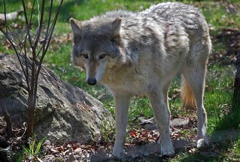 Top names over the last 100 years. Top 250 Male Wolf Names - Which One Is Your Favorite ...