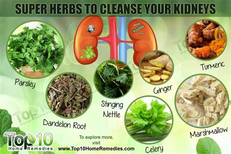 Maybe you would like to learn more about one of these? Top 10 Super Herbs to Cleanse Your Kidneys - Page 2 of 3 ...