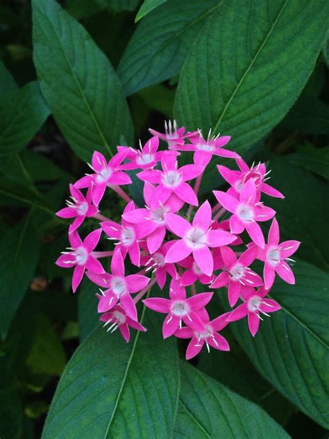 *times are subject to change. Star Nursery Blog: 5 No-Stress Summer Flowers That Last