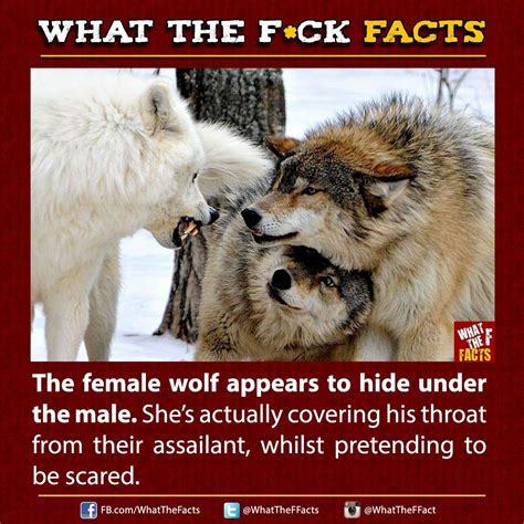 10 Interesting Fun Facts About Wolves You Probably Didn T Know Before