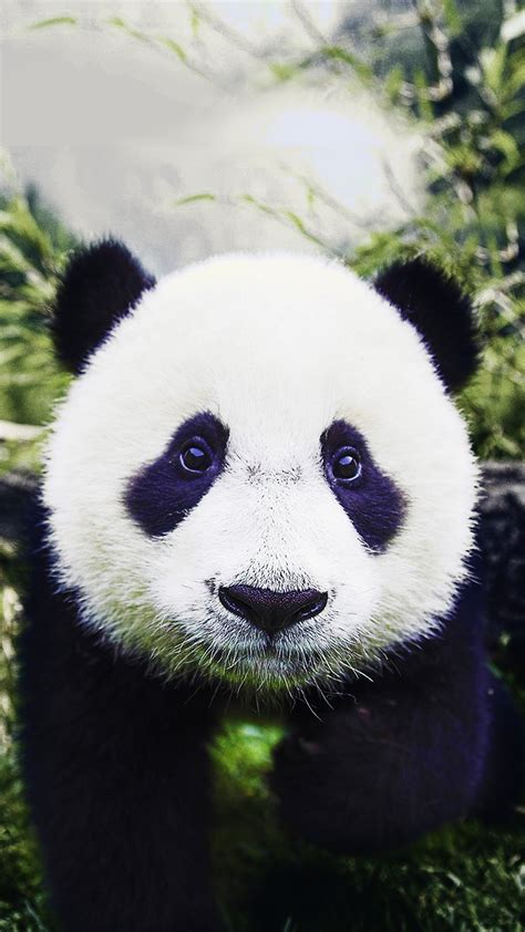 Wallpaper Baby Panda Panda Pictures