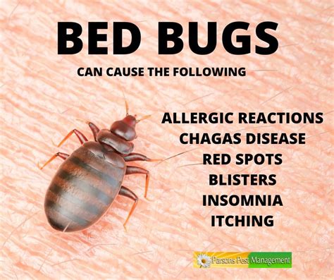 Do Bed Bug Bites Look Like Blisters What Do