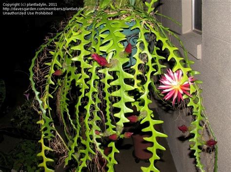 Fishbone cactus, also known as zig zag cactus or ric rac cactus, is a striking houseplant. Pin em rick-rack