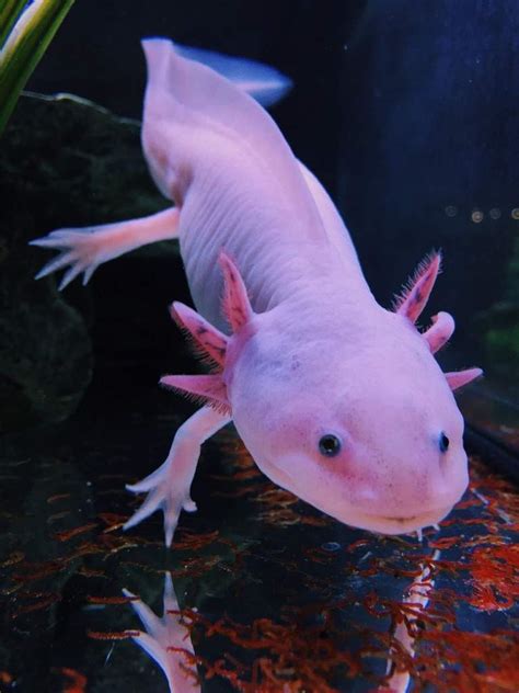 Axolotl (mexican walking fish) we have not had one for a long time. ༜Endangered Kwami Art Raffle༜ | Miraculous Amino