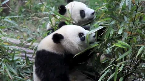 It is an intense exchange of information. Kissing a Panda - YouTube