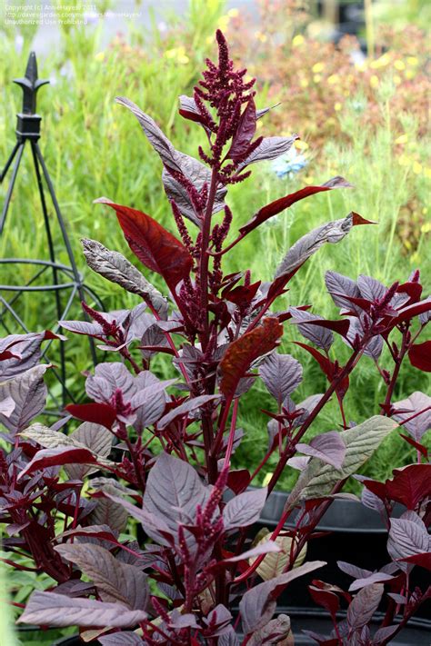 Plantfiles Pictures Purple Amaranth Red Amaranth Princes Feather