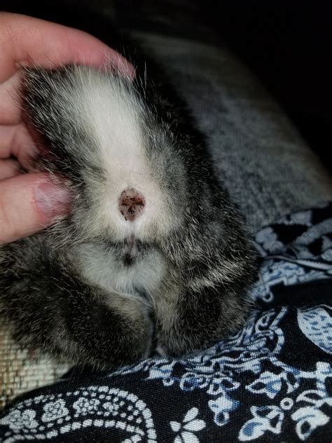 Wheelmaster rear hub axle set 3/8 x 26 x 126 x 175 6/7 speed. Please Help Me Figure Out If My 6 Week Old Kitten Is A Boy ...