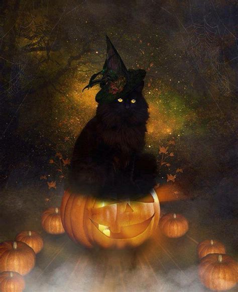 1000 Images About Witchy Cats On Pinterest Cute