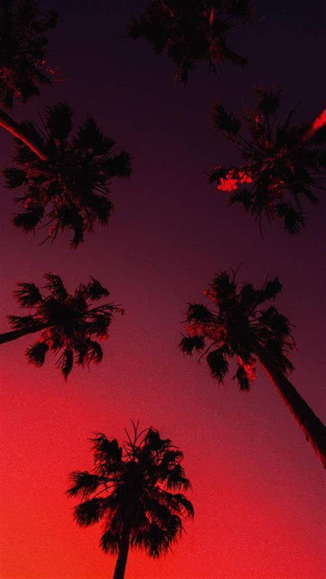 Palm Trees Aesthetic Wallpapers Wallpaper Cave 329