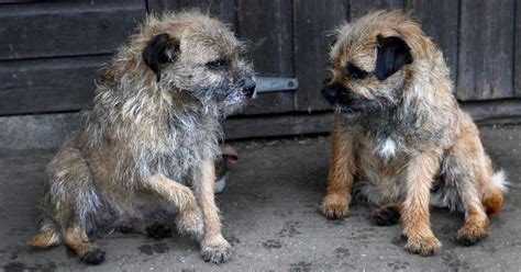 A Real Life Lassie The Terrier Who Dug Her Way Out Of A Hole After